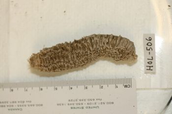 Media type: image;   Invertebrate Zoology HOL-506 Description: Preserved specimen.;